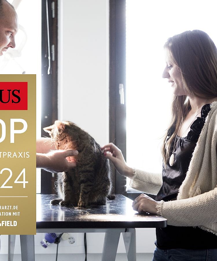 Ein Tierarzt und eine Frau stehen um den Tisch, auf dem ihre Katze sitzt. Beide begutachten und streicheln sie.