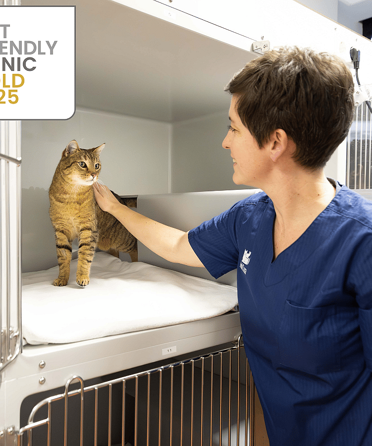 Tierärztin streichelt eine braune Katze in einer modernen Tierklinik, die als „Cat Friendly Clinic – Gold 2025“ ausgezeichnet wurde.