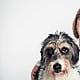 Foto von Dr. Birgit Adam, Tierärzte