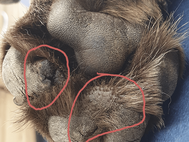 Pfote Zwischenzehenhaut von oben: oft fallen hier zuerst Veränderungen wie Schwellungen, Knoten, Blutblasen die aufgehen und dann wie hier narbig abheilen auf