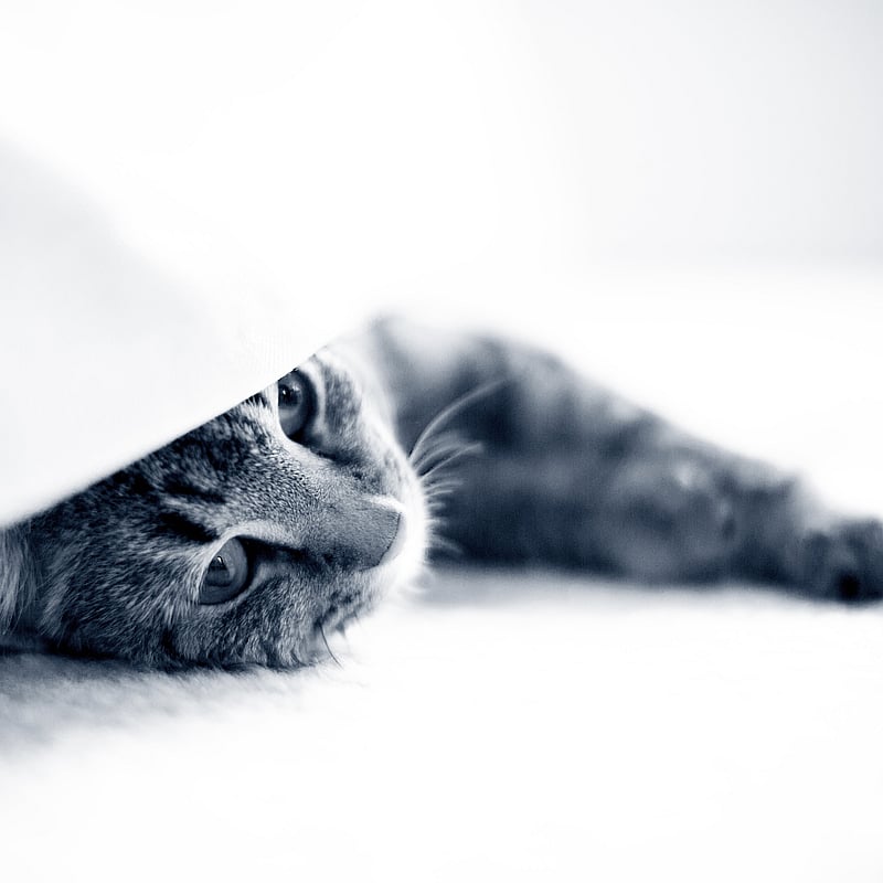 Foto von Hannah Knieps, Tiermedizinisches Fachpersonal