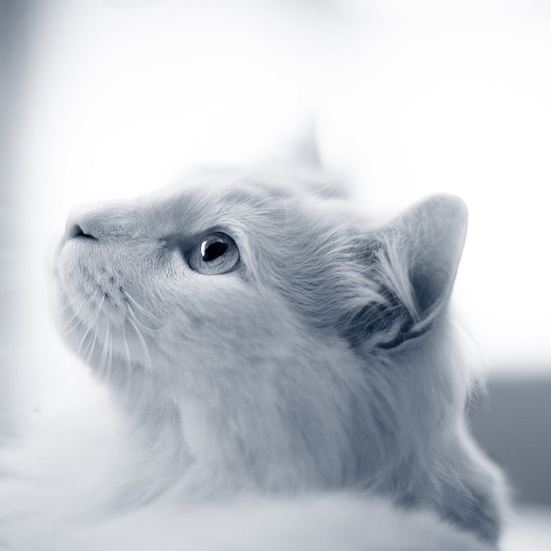 Foto von Alexandra Engelmann, Auszubildende Zur Tiermedizinischen Fachangestellten