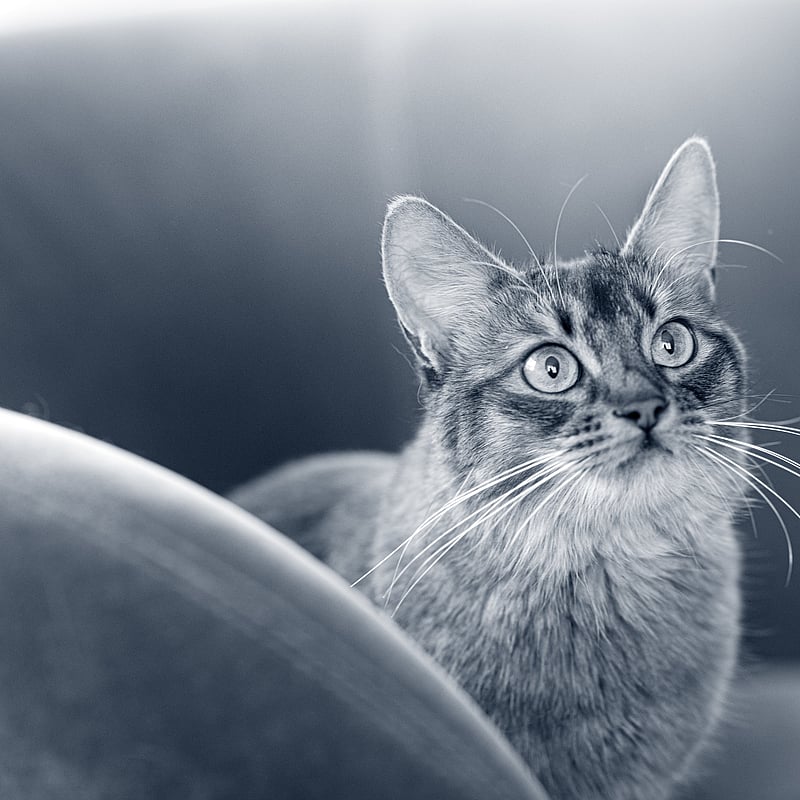Foto von Sara Vornweg, Unsere Tierärzte