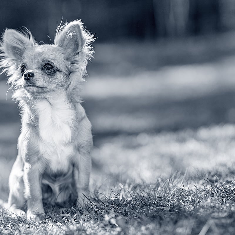 Foto von Andrea Trivino, Tierärztin