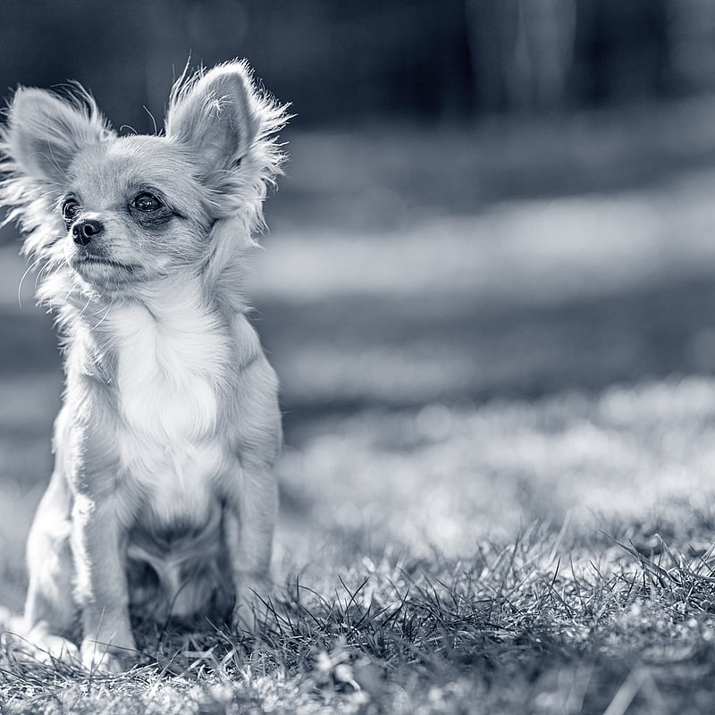 Foto von Laila Romes, Auszubildende Zur Tiermedizinischen Fachangestellten