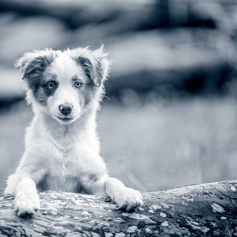 Foto von Vivien Schlemminger, Tiermedizinische Fachangestellte