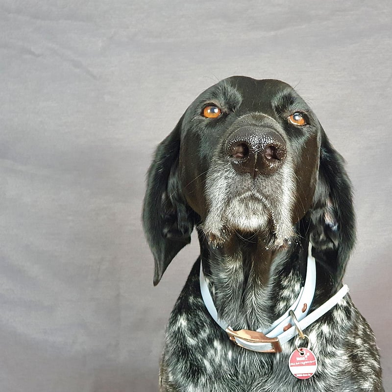 Foto von Cleo, Support Team