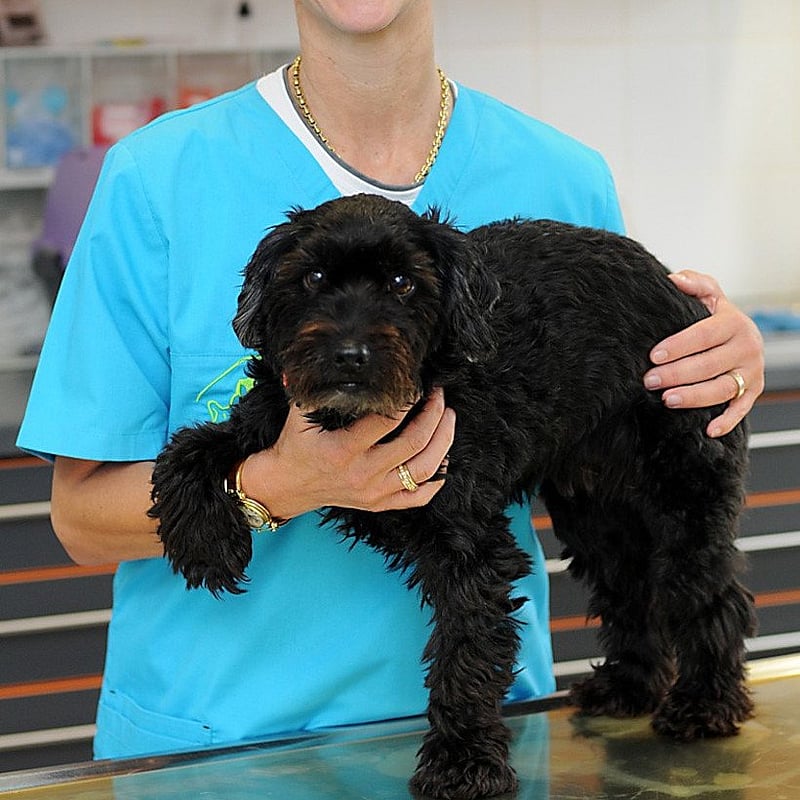 Foto von Inga Becker, Tiermedizinische Fachangestellte/ Rezeption