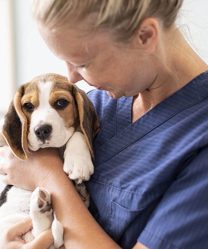 Eine Tierärztin hält einen jungen Beagle auf dem Arm. Sie lächelt ihn dabei an.