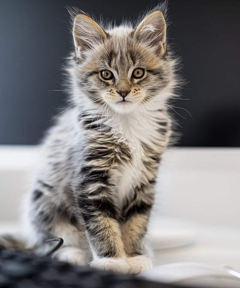 Eine Babykatze sitzt auf einem Schreibtisch.