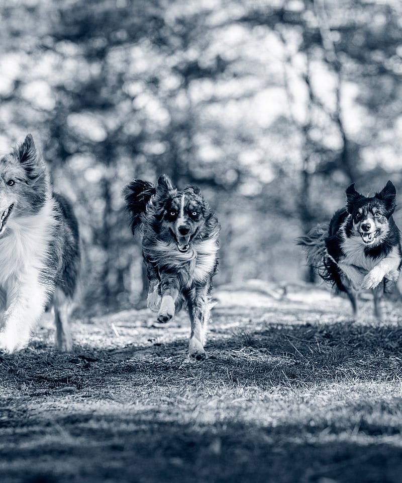 Eine Gruppe von Hunden, die im Wald laufen.