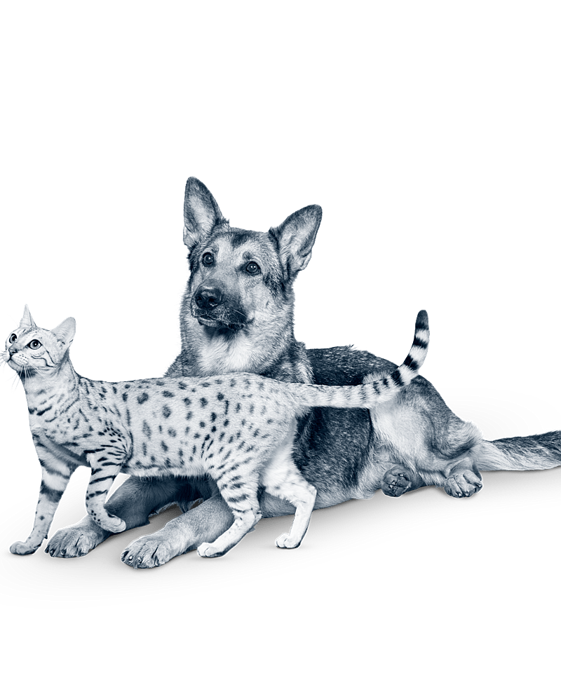 Eine Katze und ein Hund, die zusammen liegen.