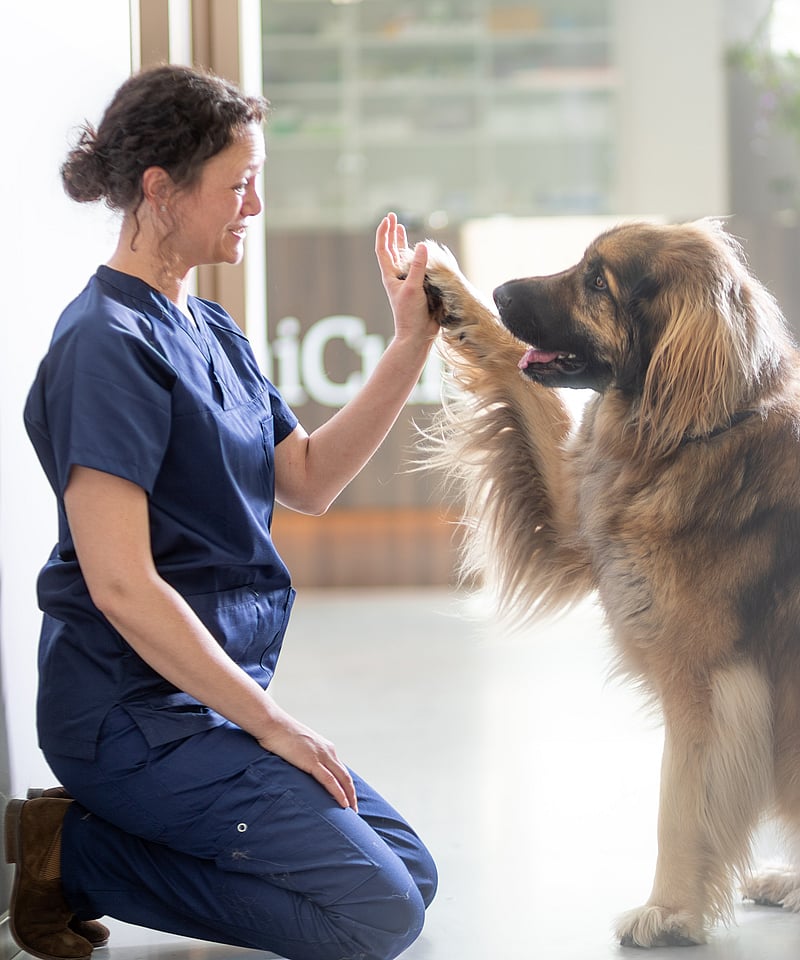 Eine Tierärztin ist in die Hocke gegangen. Sie und ein Hund geben sich ein High-Five.