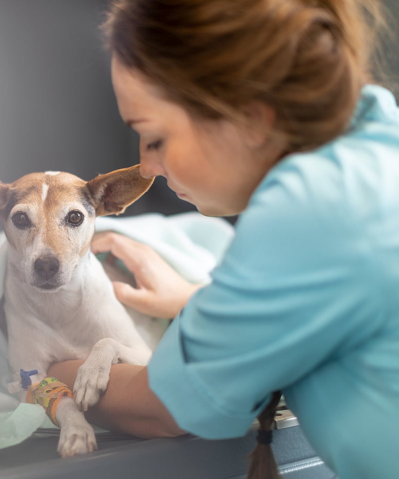 Tierärztin kümmert sich um einen kleinen Hund. Er ist in eine Decke eingewickelt und hat Verbände am Bein.