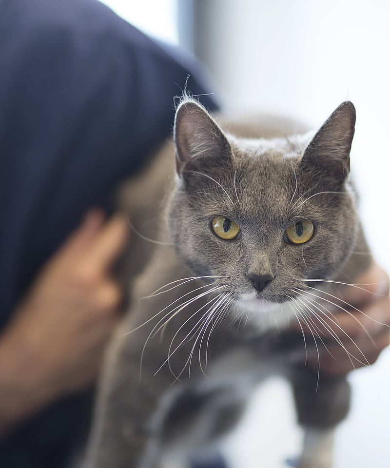 Eine Tierärztin hält eine graue Katze fest, ist zu ihr runtergebeugt und lächelt sie an. Die Katze schaut in die Kamera.