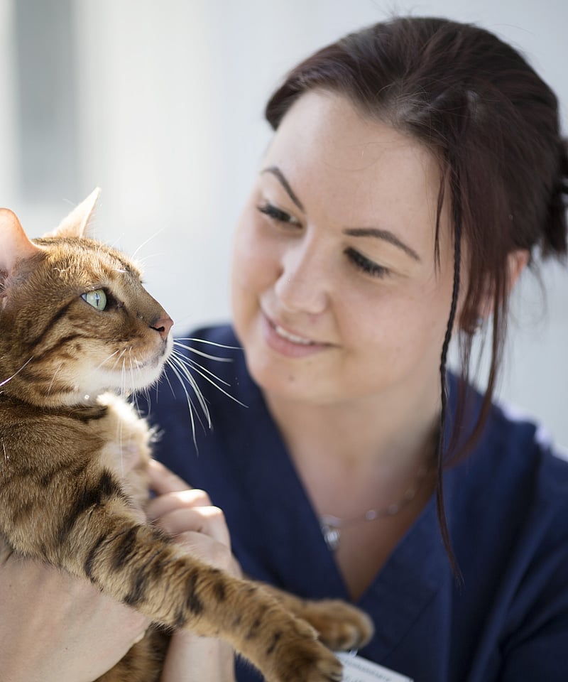 Eine Tierärztin hat eine Katze auf dem Arm und lächelt sie an.