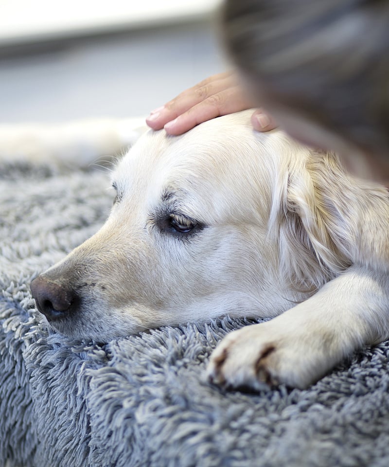 Ein Labrador liegt auf einem Teppich, während er von einer Tierpflegerin am Kopf gestreichelt wird.