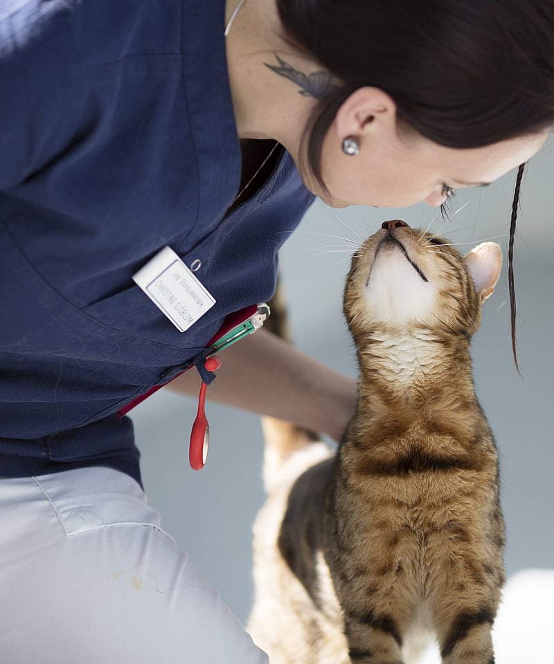Eine Tierärztin kniet neben einer Katze und beugt sich zu ihr runter, während die Katze ihren Kopf zu ihr ausstreckt. Ihre Gesichter berühren sich fast.