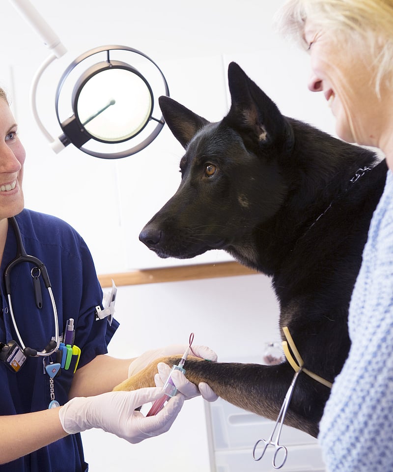 Eine Person und ein Hund, die eine Injektion erhalten.