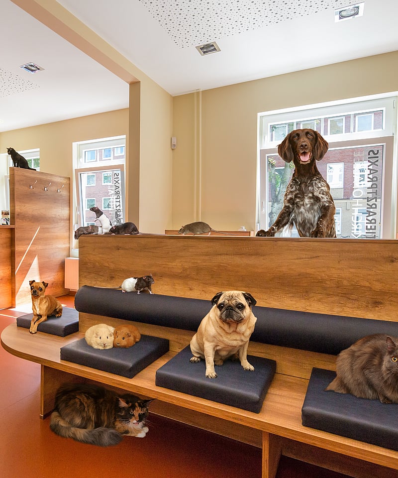 Eine Gruppe von Hunden in einer Zoohandlung.