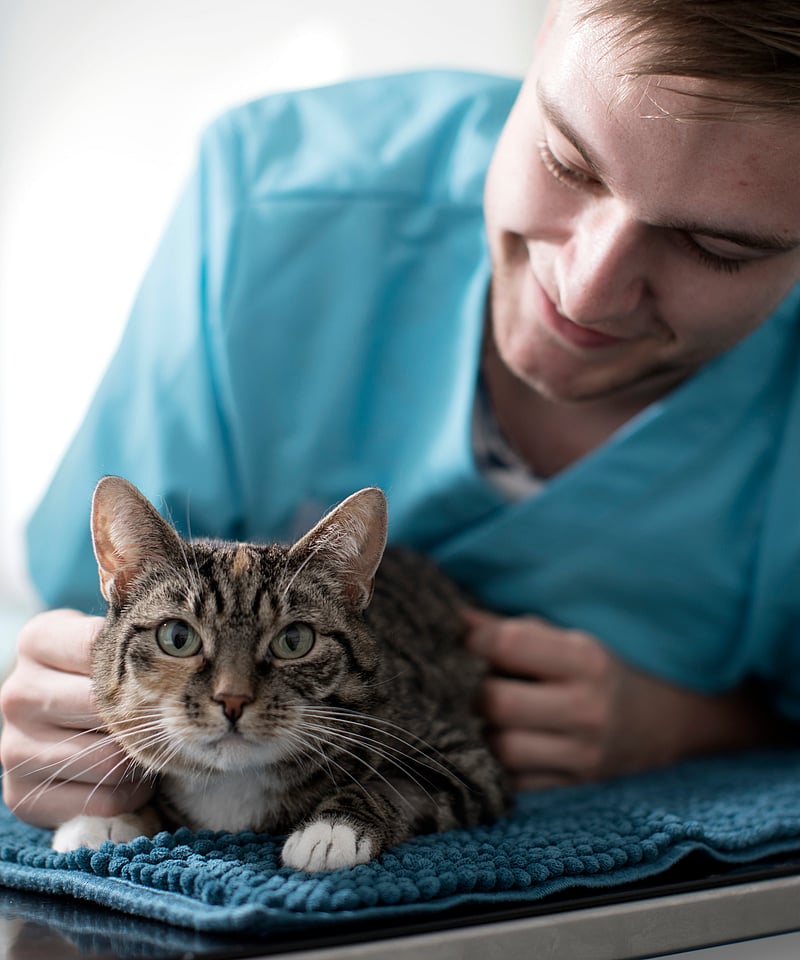 Ein Tierarzt lehnt sich über eine Katze auf die Liege und streichelt sie.