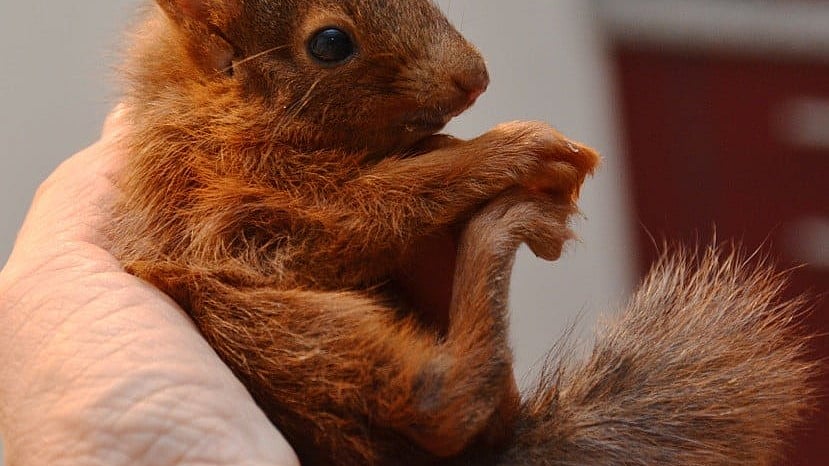 Eine Hand, die ein kleines Eichhörnchen hält.