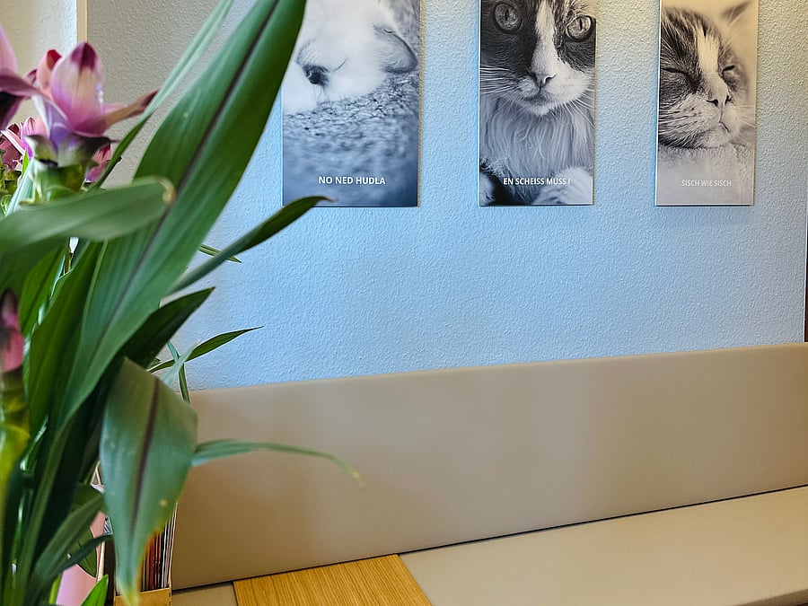 Modernes Wartezimmer der Tierarztpraxis Hohenlohe bei Crailsheim und Schwäbisch Hall mit getrennten Bereichen für Hunde und Katzen.