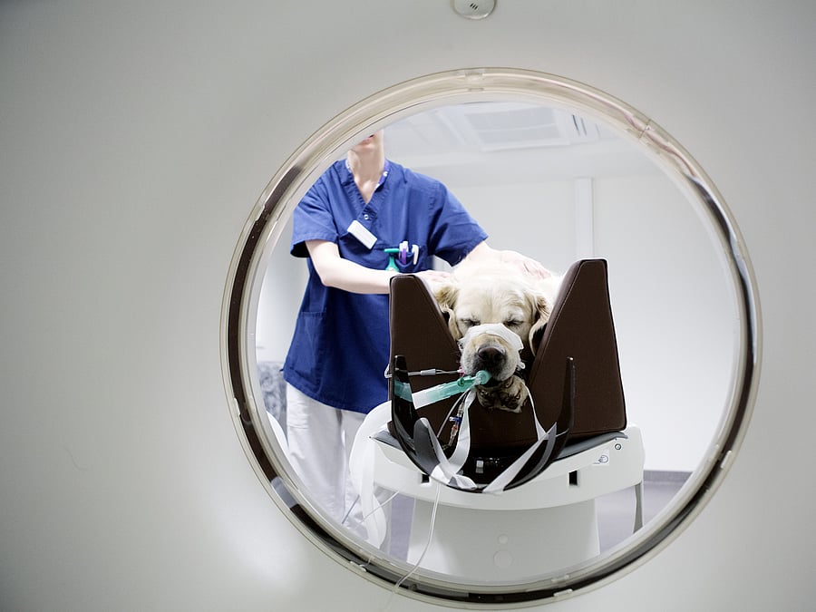 Ein Hund ist fixiert in einer Liege und wird von einer Tierärztin in eine Röhre geschoben.
