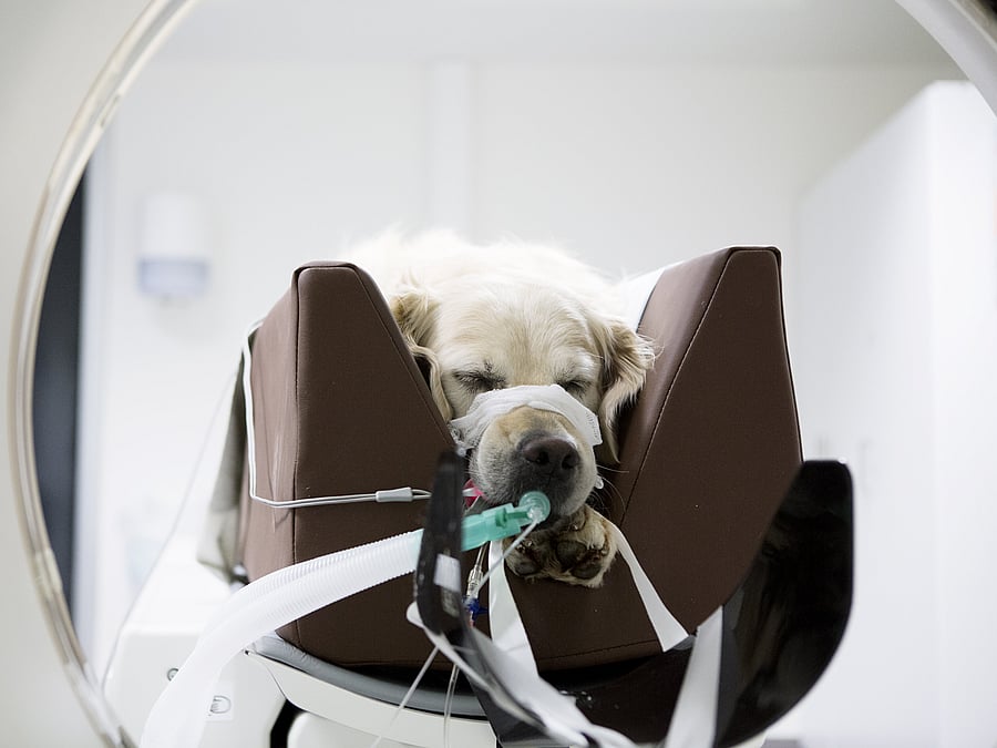 Ein Hund liegt fixiert in einer Liege, während er unter Narkose ist.