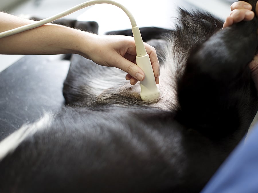 Am Bauch eines Hundes wird ein Ultraschall durchgeführt. Er liegt dabei auf dem Rücken.