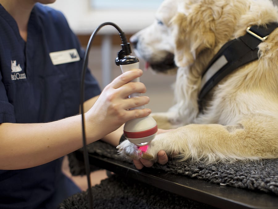Ein Hund wird an der Pfote untersucht.