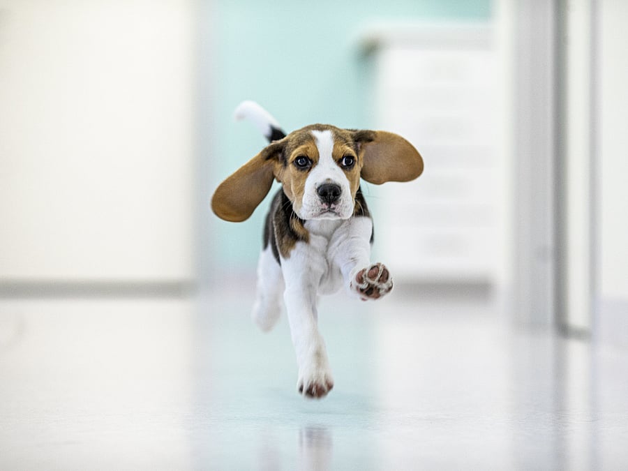Ein junger Beagle läuft auf die Kamera zu und seine Ohren fliegen dabei.
