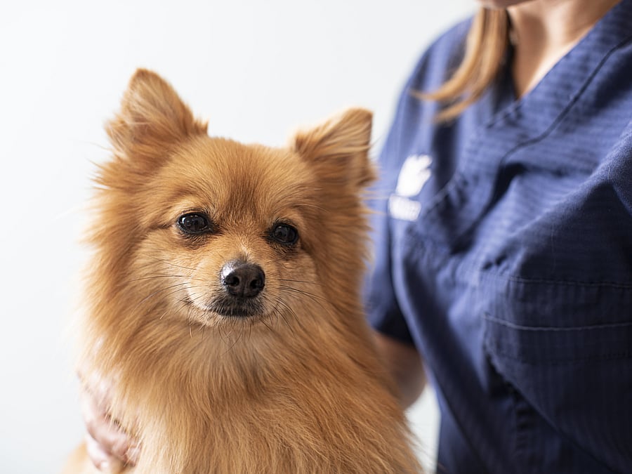Nahaufnahme eines Chihuahuas, der in die Kamera schaut. Neben ihm sitzt eine Tierpflegerin.