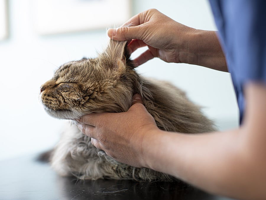Nahaufnahme einer Katze mit geschlossenen Augen, während sie an den Ohren untersucht wird.