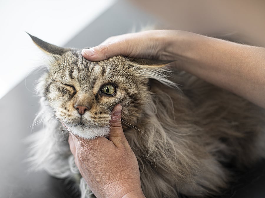 Nahaufnahme einer Katze, während ihr Kopf festgehalten wird. Ein Auge ist geschlossen.