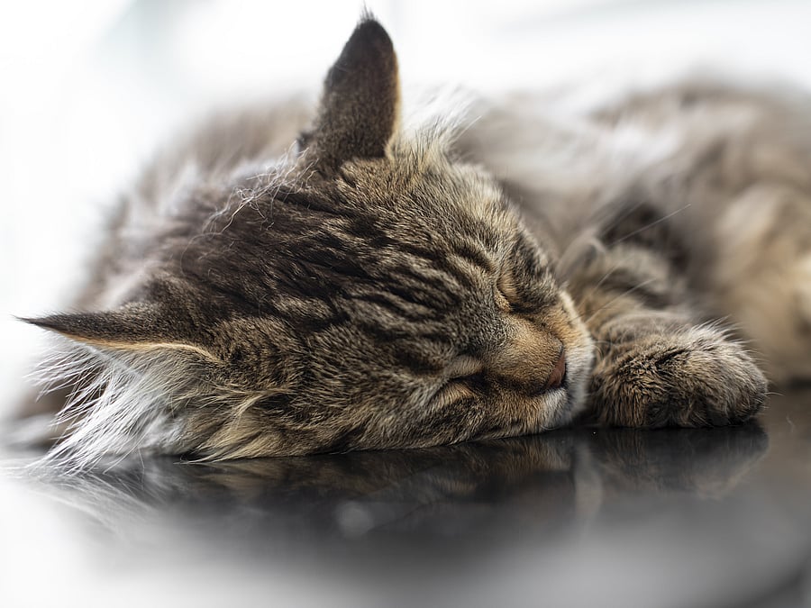Nahaufnahme einer Babykatze die schläft.