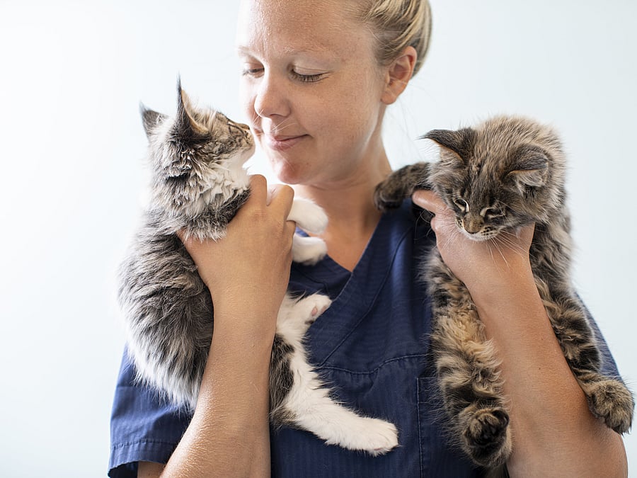 Eine Tierärztin hält zwei Babykatzen in den Händen und schaut sie sich an.