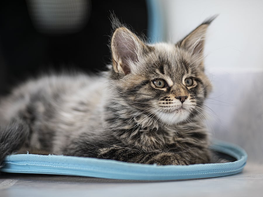 Eine kleine, sehr flauschige Katze liegt auf dem Boden und beobachtet etwas.