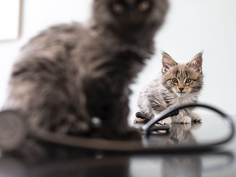 Zwei Babykatzen sitzen auf einem Tisch, neben ihnen ein Stethoskop. Fokus liegt auf der Katze im Hintergrund, während die vordere nur unscharf zu erkennen ist. Beide schauen in die Kamera.
