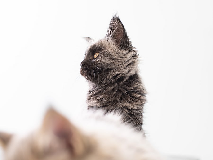 Eine Babykatze schläft im Vordergrund, während hinter eine andere sitzt und nach links schaut.