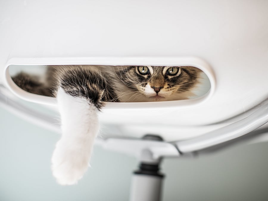 Eine Katze schaut aus einer kleinen Öffnung, die sich an einer Stuhllehne befindet.