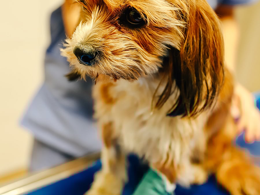 Ein kleiner Hund hat an seinem rechten Bein ein Verband.