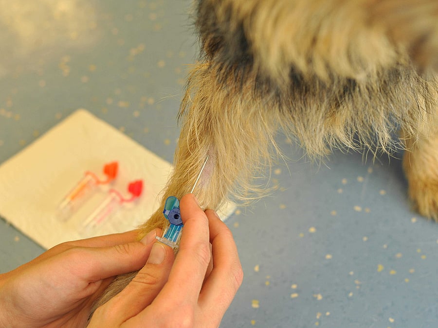 Am Vorderbein eines Hundes wird Blut abgenommen.