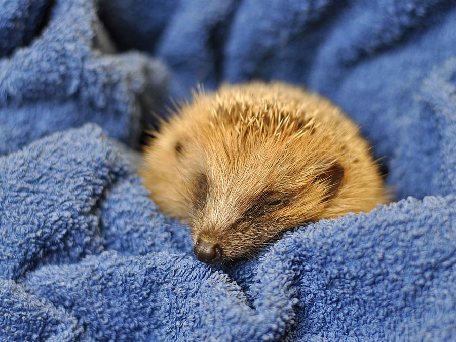 Ein Igel ist eingekuschelt in einem blauen Handtuch.