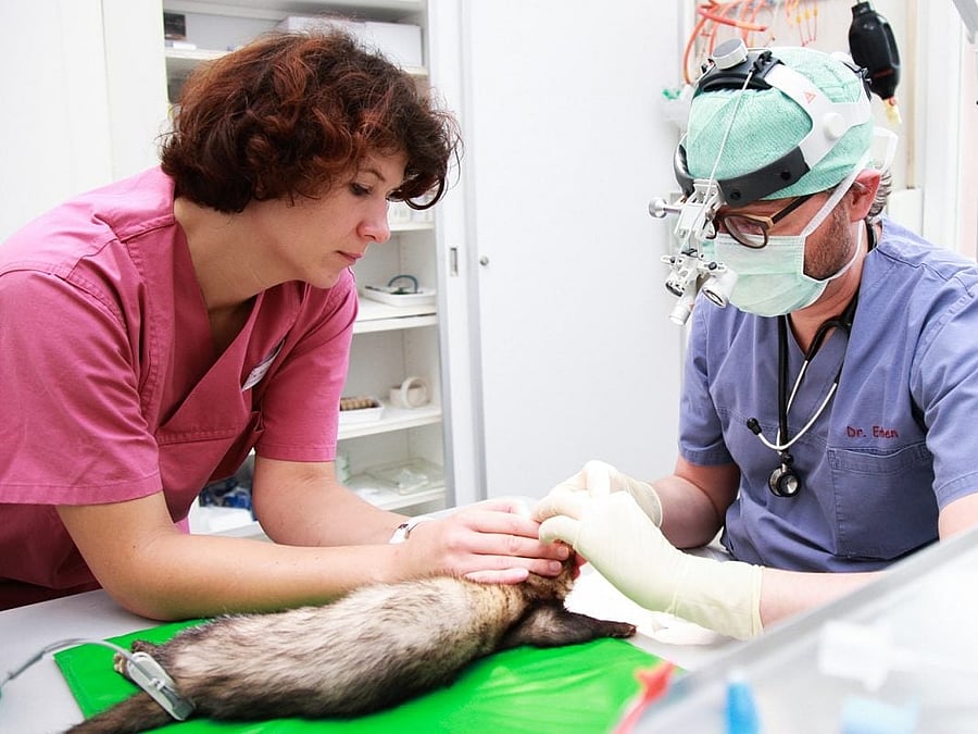 Ein Tierarzt untersucht eine Katze mit einer speziellen Brille. Die Katze ist unter Narkose und wird dabei von einer anderen Tierpflegerin fixiert.
