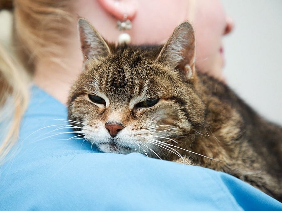 Nahaufnahme einer Katze, die mit ihrem Kopf der Schulter einer Tierärztin liegt.