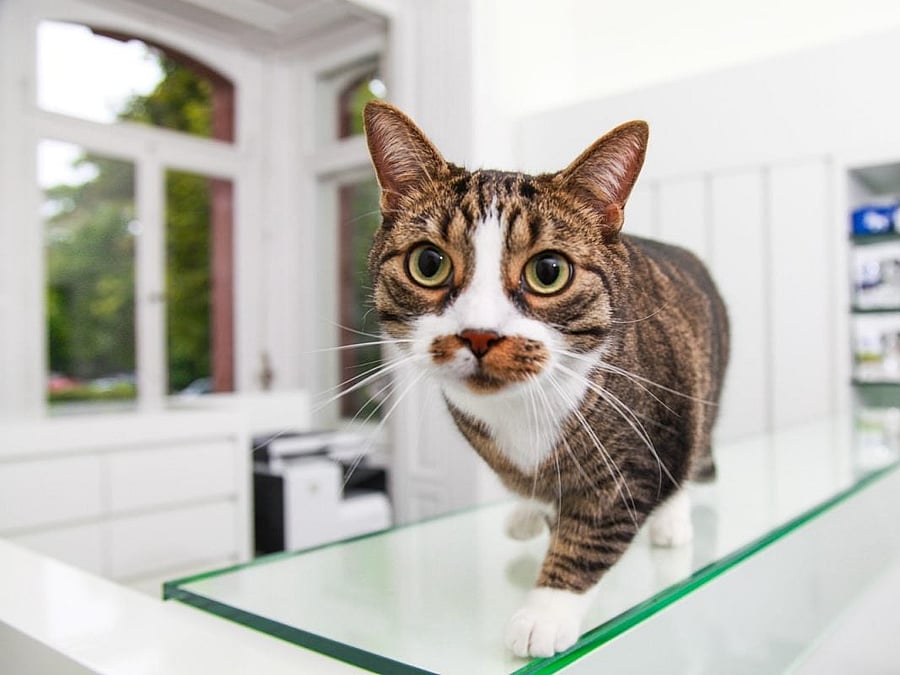 Eine Katze läuft über den Tisch der Rezeption und läuft mit großen Augen auf die Kamera zu.