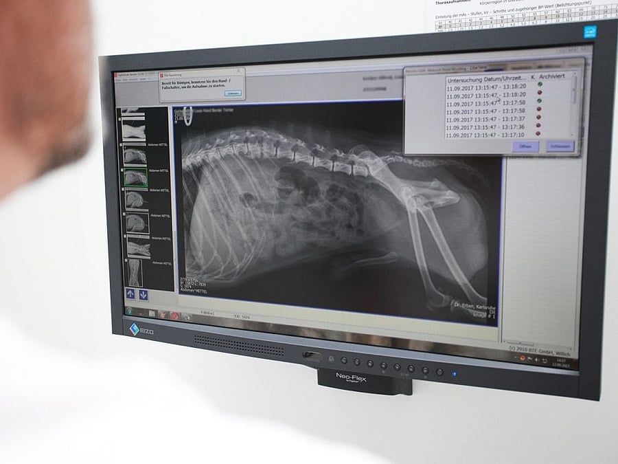 Auf einem Monitor wird das Röntgenbild eines Hundes angezeigt.