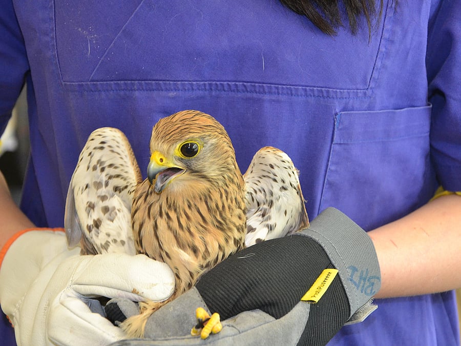 Jemand hält einen großen Vogel vor sich in den Händen und trägt dabei dicke Handschuhe.