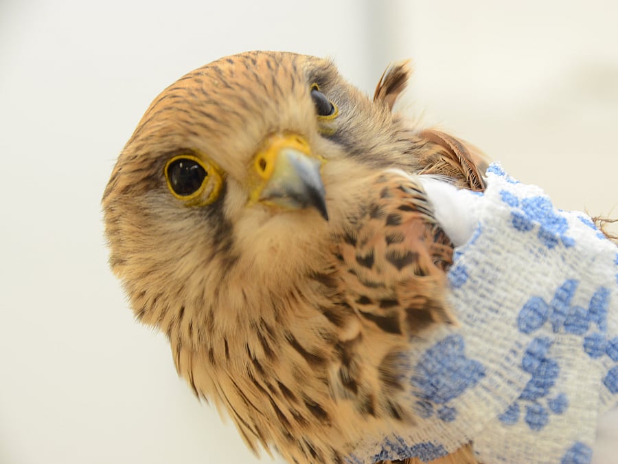 Nahaufnahme von einem großen Vogel.